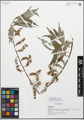 Foto von Salix alba L.